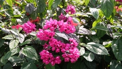Clerodendrum thomsoniae