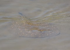 Potamotrygon pantanensis