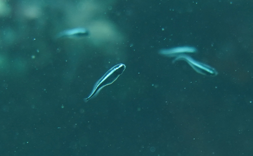 Pholidichthys observed 2026-07-14