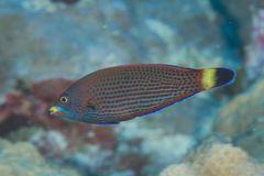 Pseudodax moluccanus
