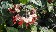 Clerodendrum thomsoniae