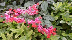 Clerodendrum thomsoniae