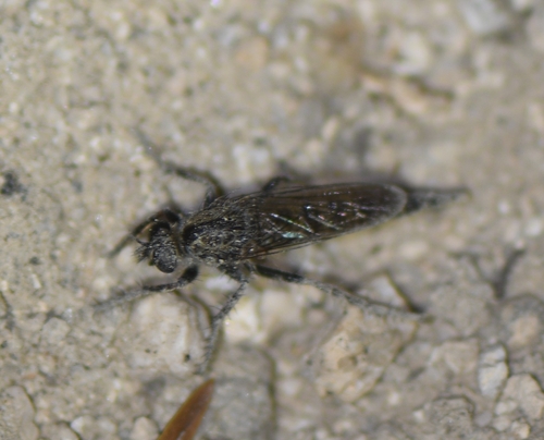 iNaturalist observation photo of Asilinae
