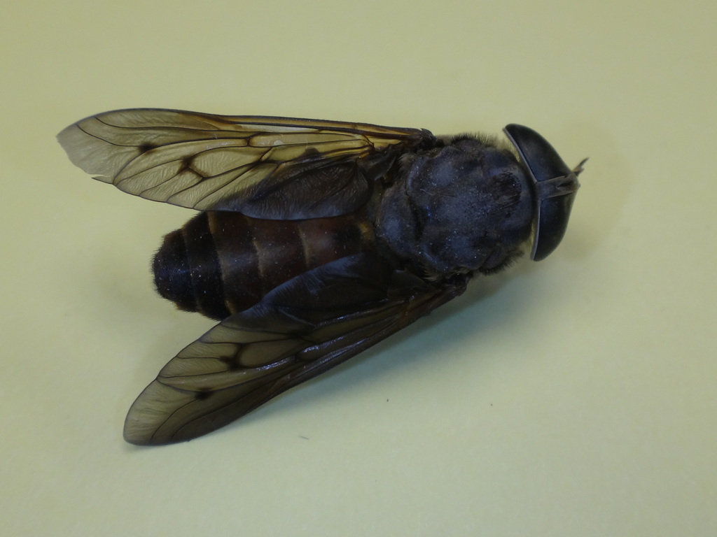 Tabanus sulcifrons