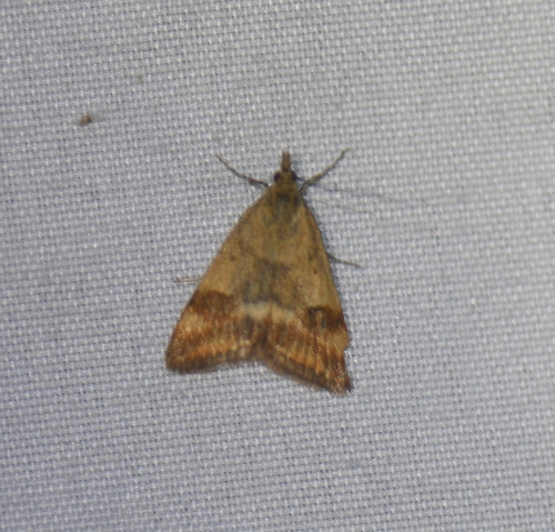 iNaturalist observation photo of Rusty Pyrausta