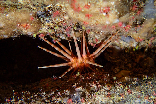 Red Lance Urchin