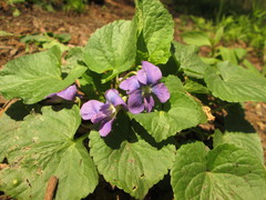 Viola communis