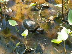 Kinosternon subrubrum subrubrum