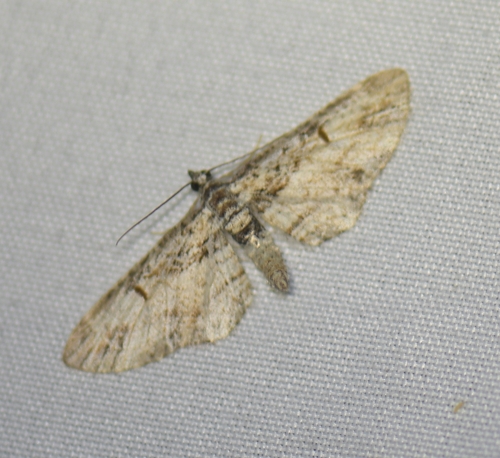 iNaturalist observation photo of Pug Moths