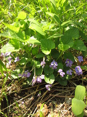 Viola communis