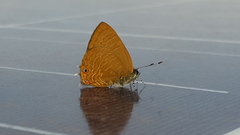 Anthene ligures insularis