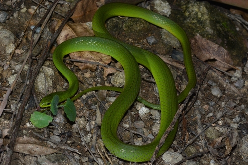 Chinese Green Snake
