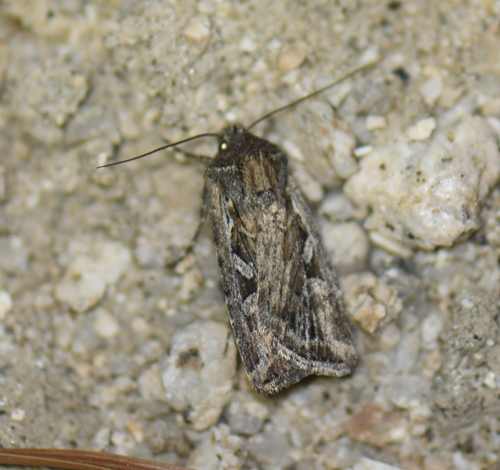 iNaturalist observation photo of Euxoa