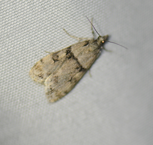 iNaturalist observation photo of Crambid Snout Moths
