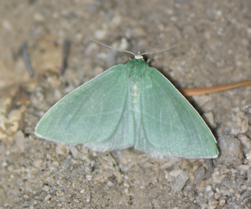 iNaturalist observation photo of Nemoriini