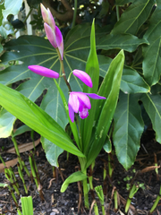 Bletilla