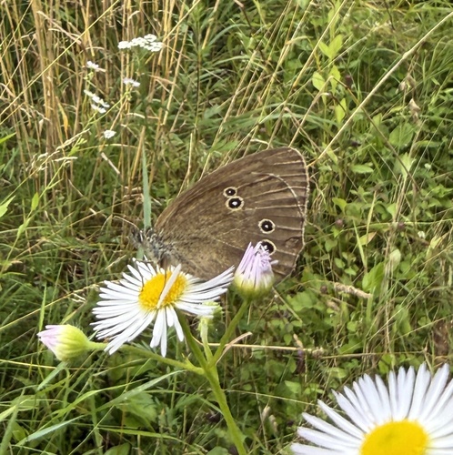 Ringlet