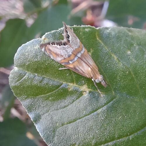 Euchromius bella