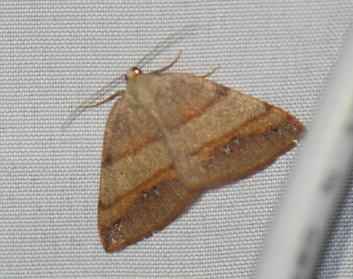 iNaturalist observation photo of Drepanulatrix