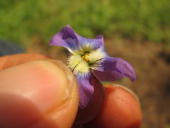 Viola communis