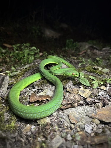 Photo of a Sichuan pitviper (Trimeresurus sichuanensis)