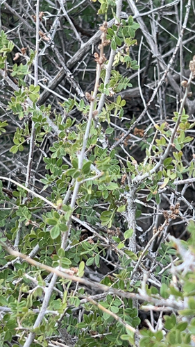 little leaf sumac