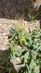 Oncosiphon pilulifer