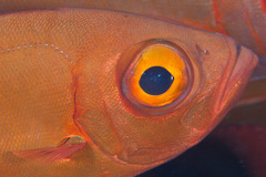 Priacanthus hamrur