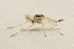 Coelotanypus concinnus