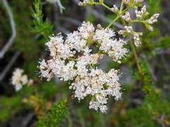 Eriogonum fasciculatum fasciculatum