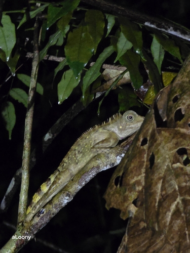 Gonocephalus bellii observed 2026-07-25