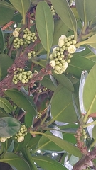 Garcinia subelliptica