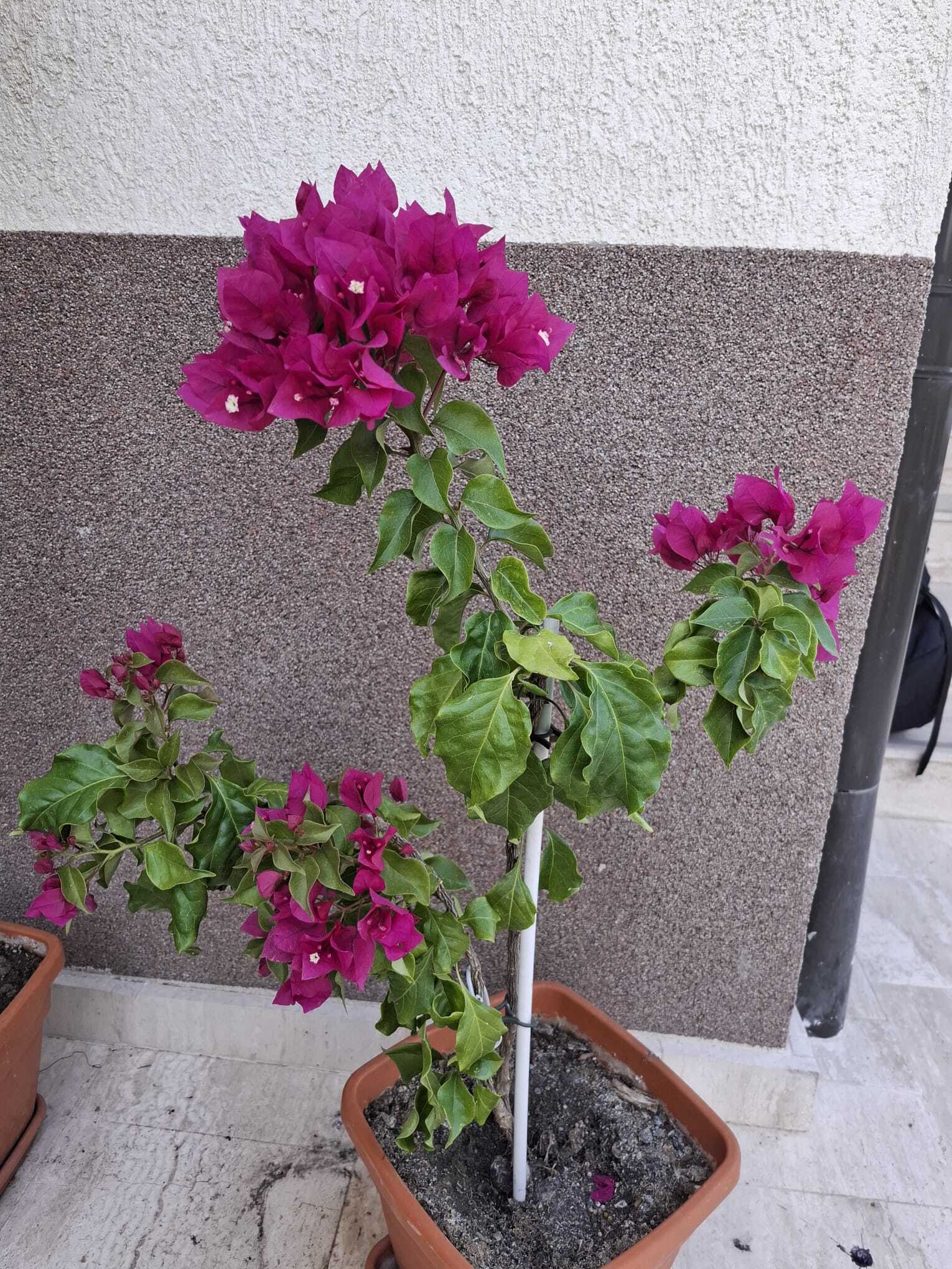 Bougainvillea × buttiana 'Madonna'
