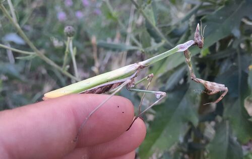 Fasciated Conehead Mantid