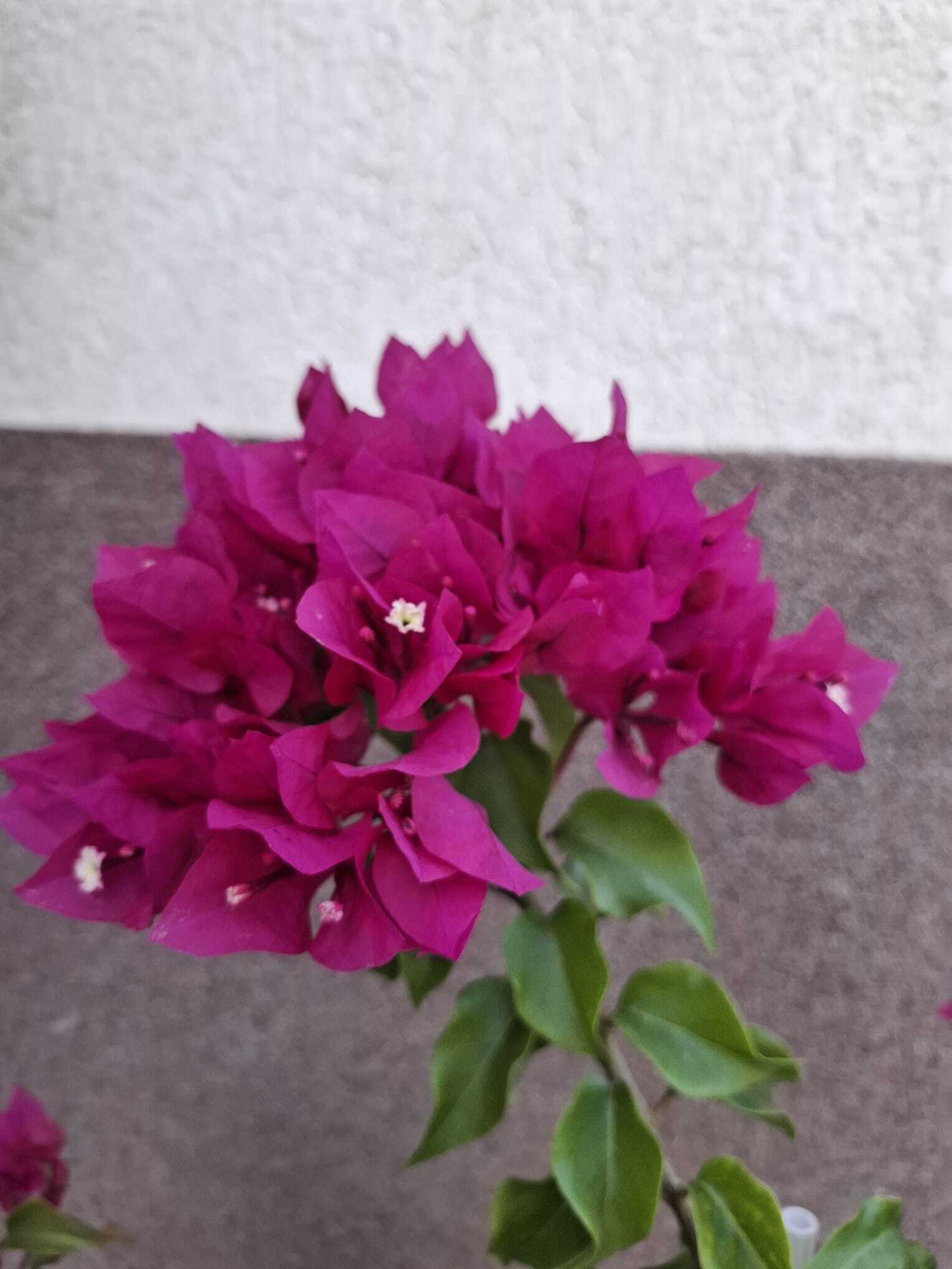 Bougainvillea × buttiana 'Madonna' 2
