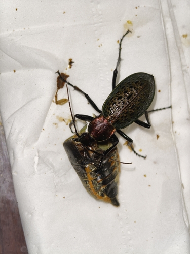 Carabus smaragdinus