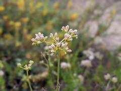 Eriogonum fasciculatum fasciculatum