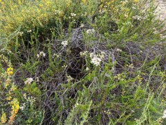 Eriogonum fasciculatum fasciculatum