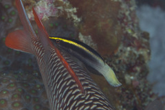 Labroides bicolor