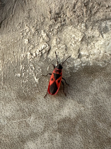 Mediterranean red bug