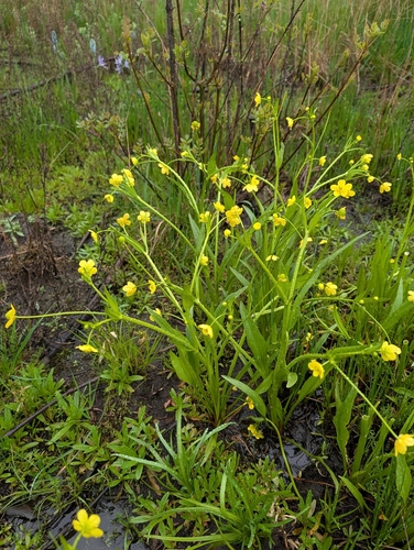 Ranunculus alismifolius, photograph 1