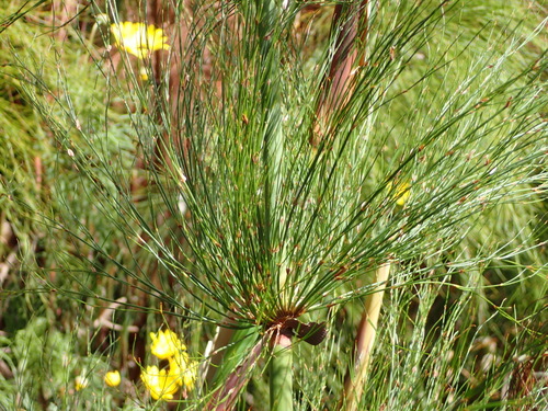 Elegia capensis, photograph 1
