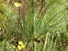 Elegia capensis, photograph (c) Nicola van Berkel, some rights reserved (CC BY-SA)