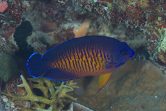 Centropyge bispinosa