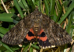 Catocala umbrosa