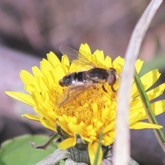 Anasimyia bilinearis
