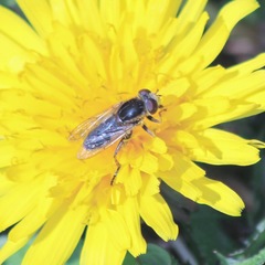 Anasimyia bilinearis