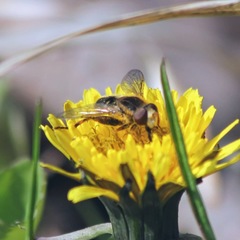 Anasimyia bilinearis