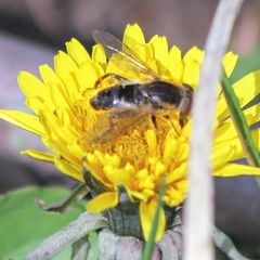 Anasimyia bilinearis
