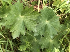 Delphinium trolliifolium